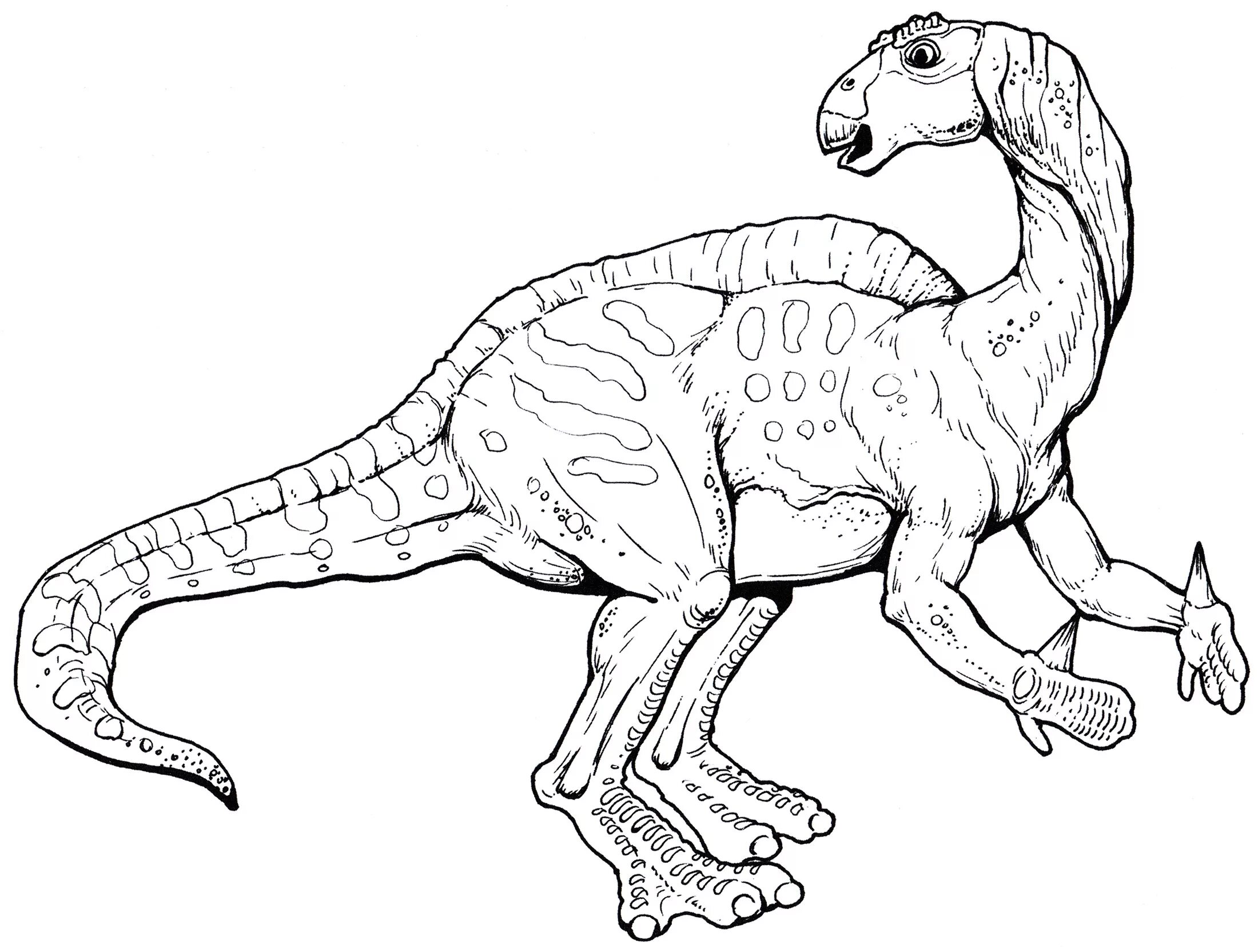 Iguanodon #1