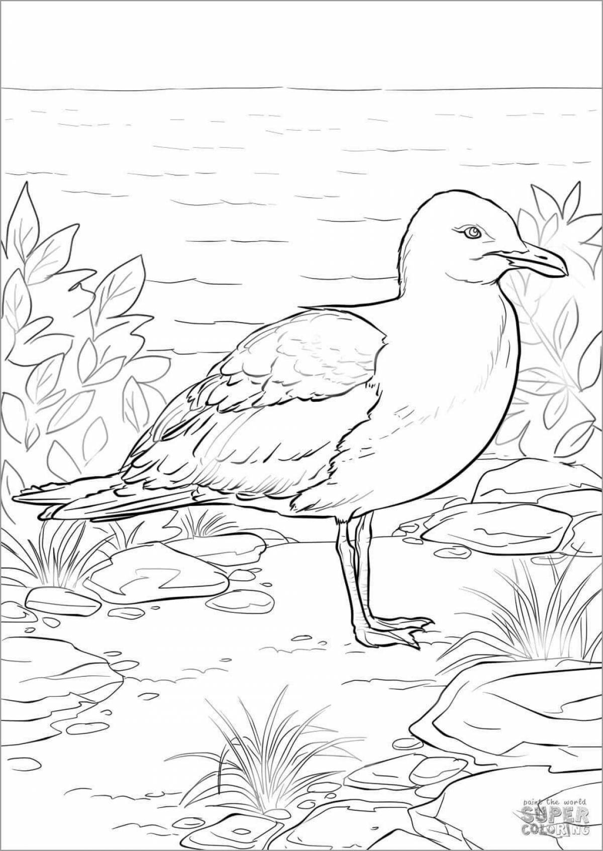 Colorful seagull coloring book for kids