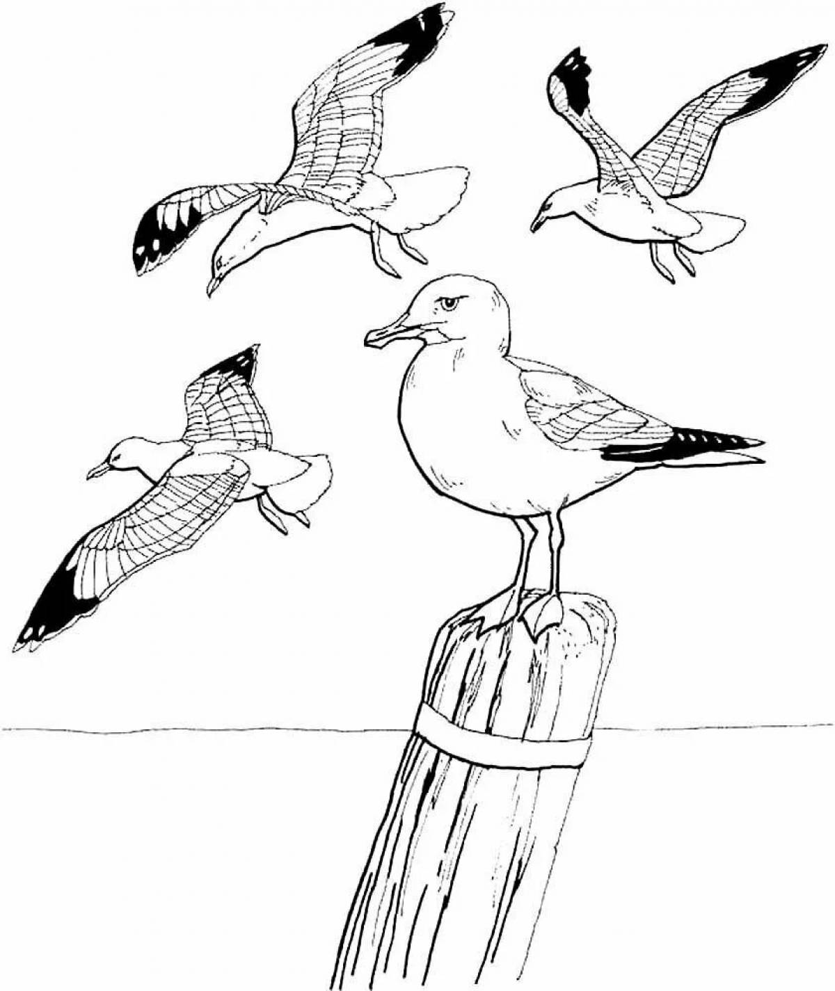 Colored seagull coloring book for children