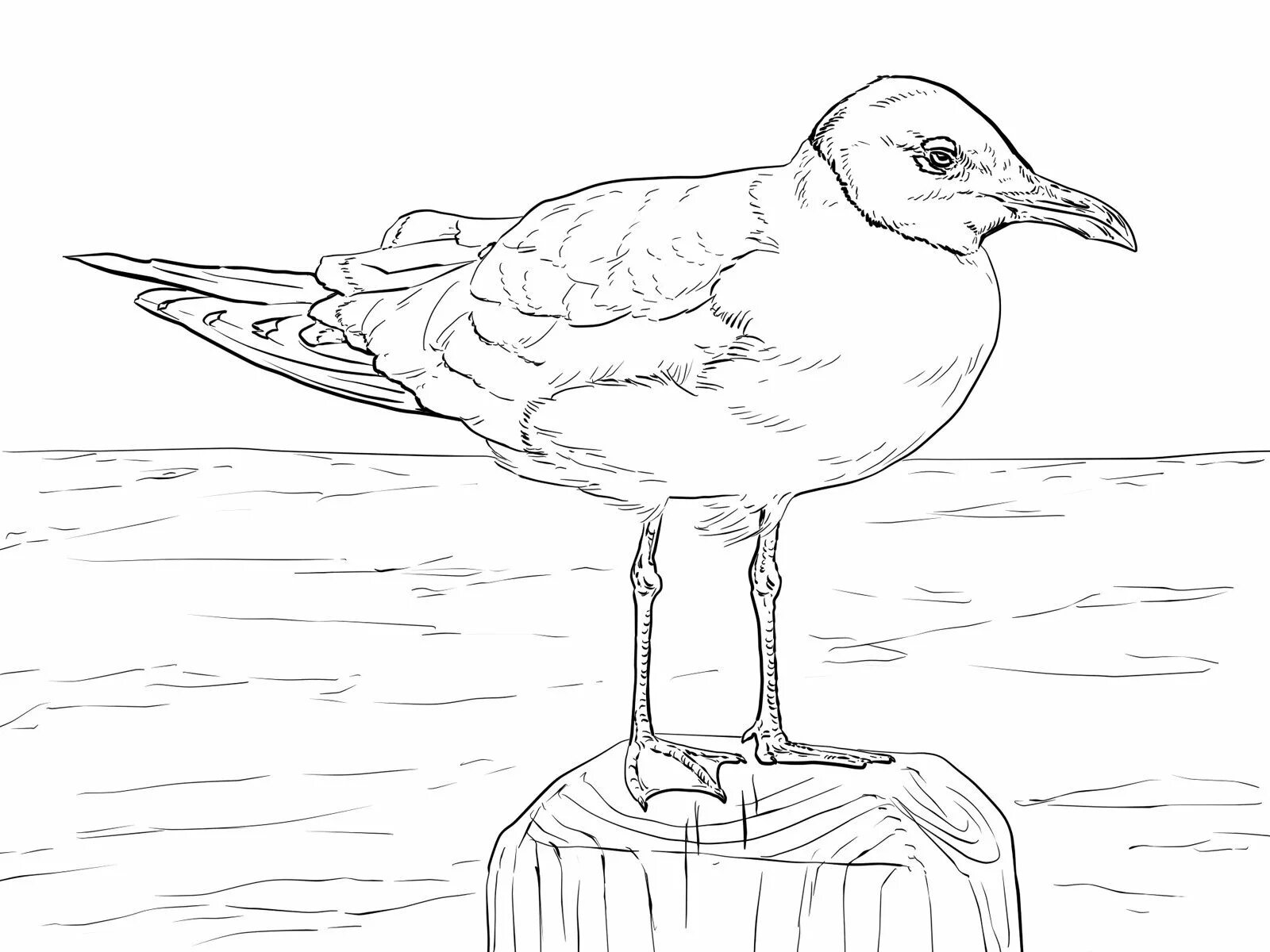Seagull for kids #3