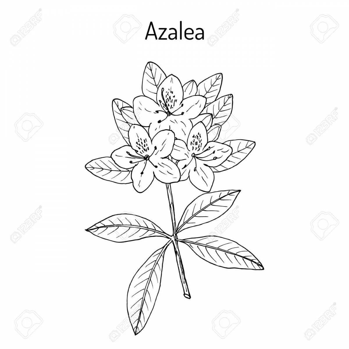 Colorful azalea coloring page