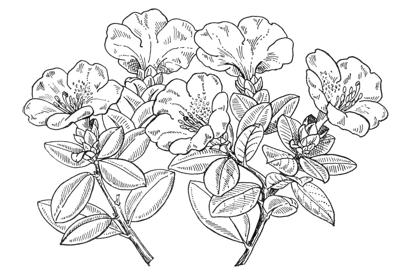 Intriguing azalea coloring page