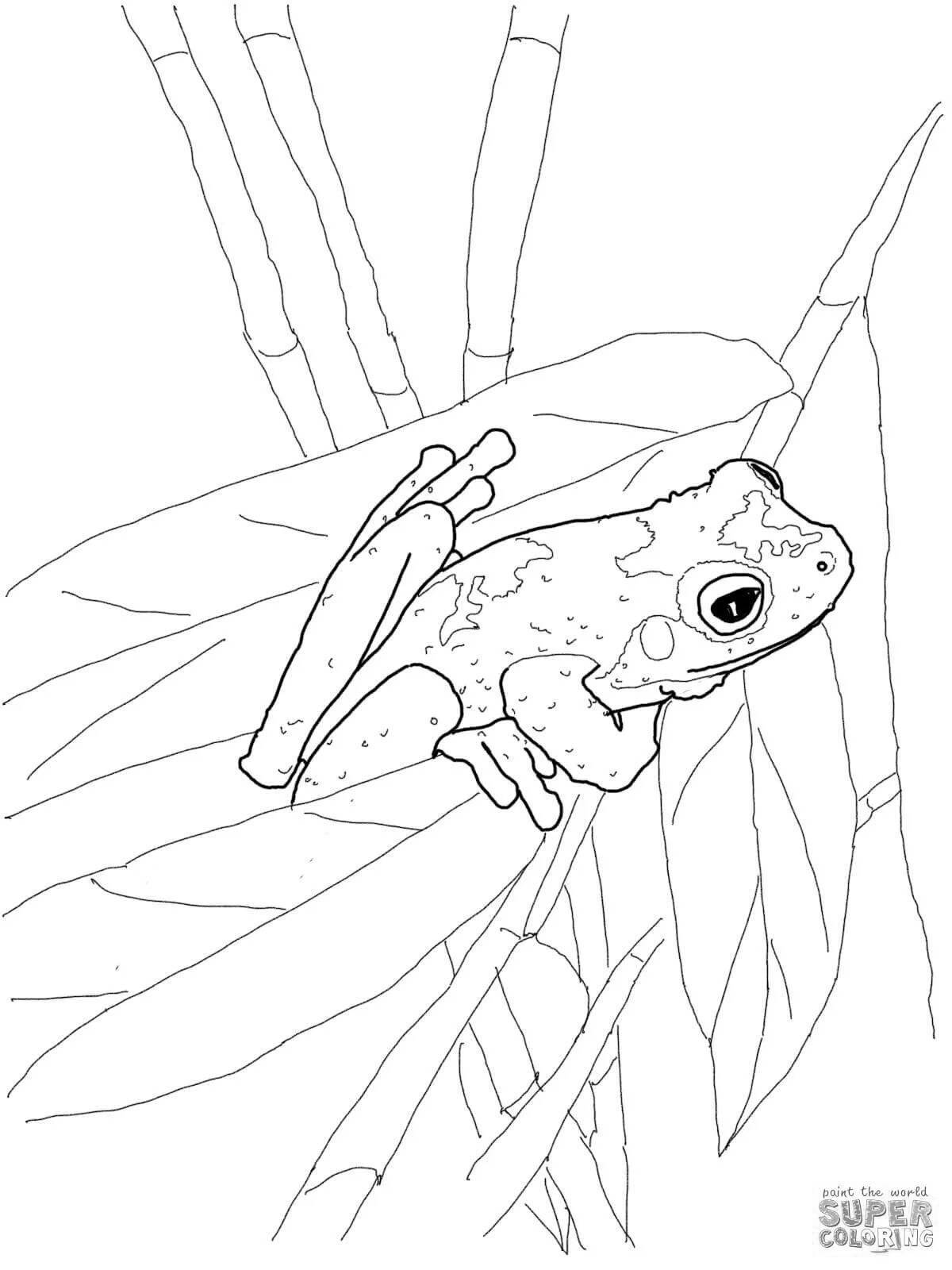 Красочная страница раскраски древесной лягушки