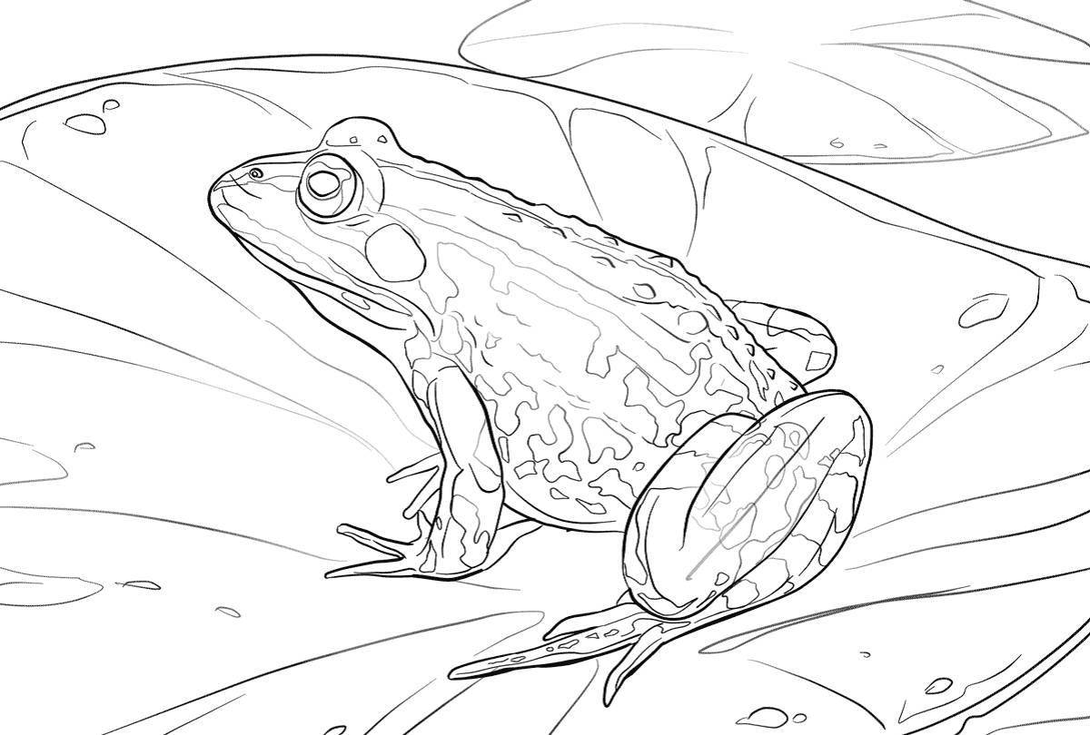 Coloring book bright tree frog