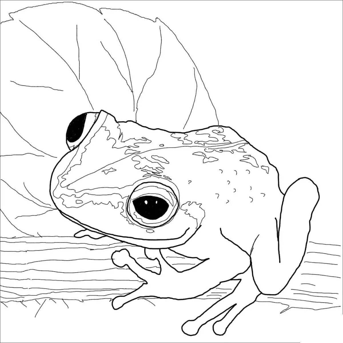 Coloring book playful tree frog