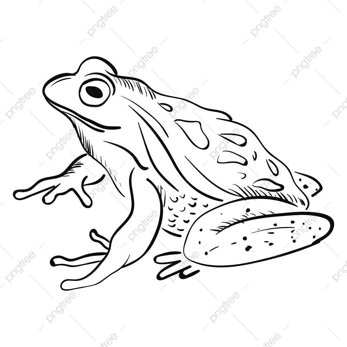Coloring live tree frog