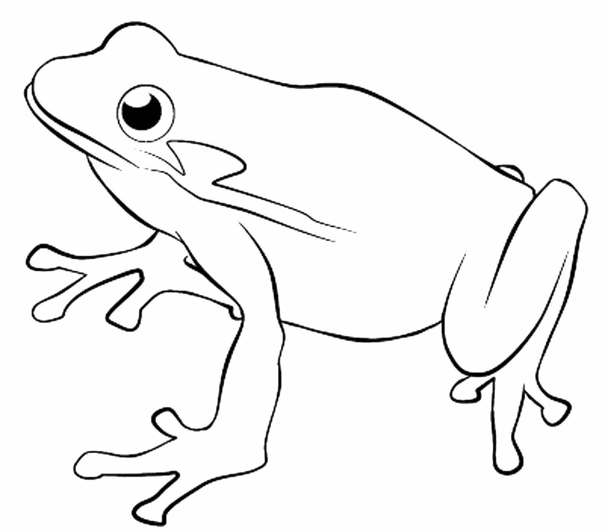 Frog#3