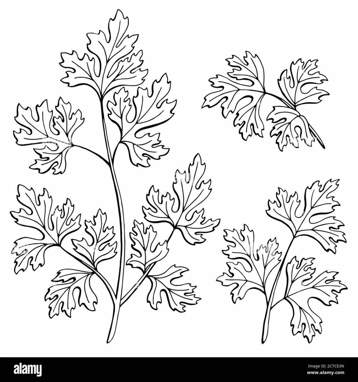 Living cilantro coloring page
