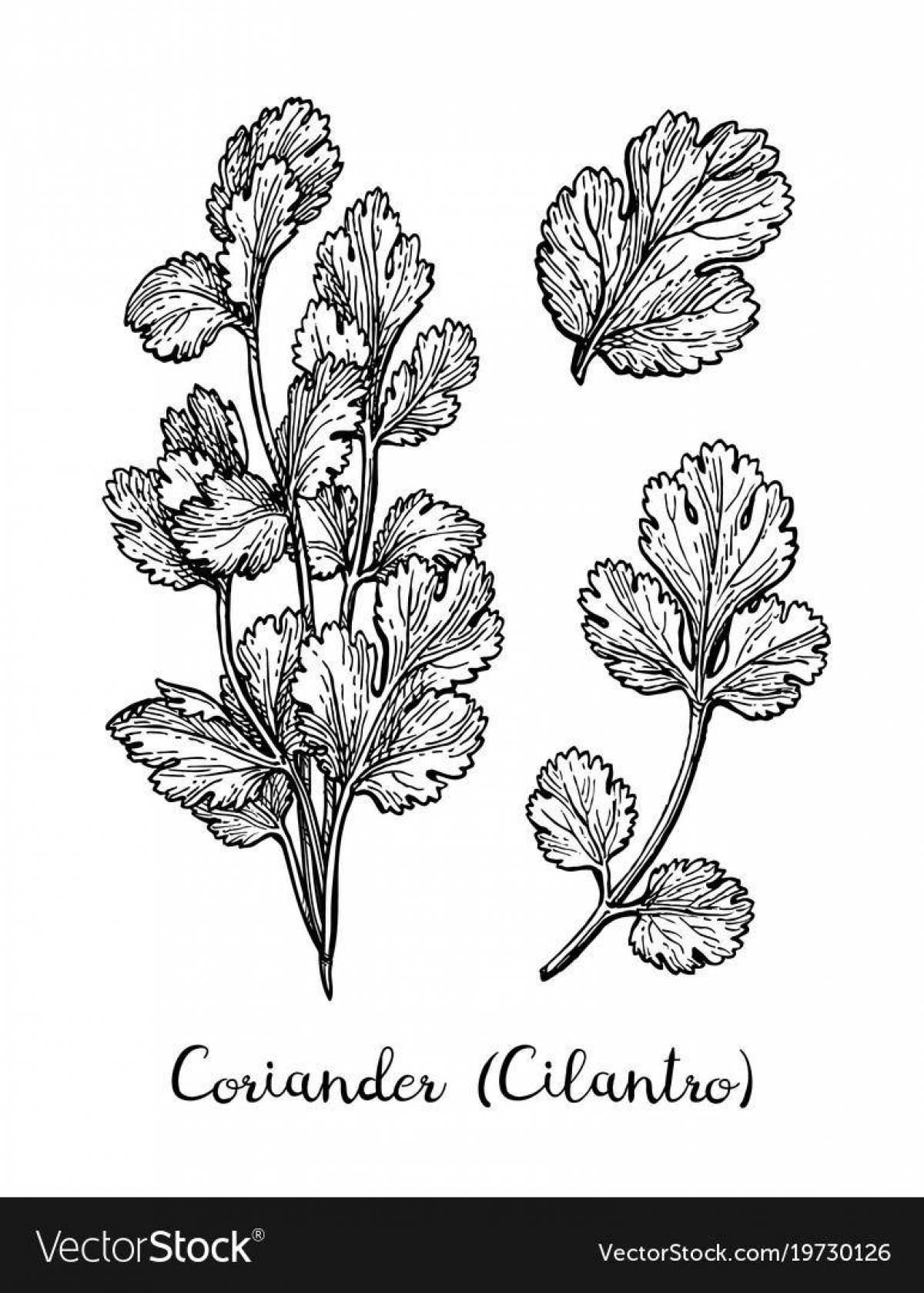Charming cilantro coloring