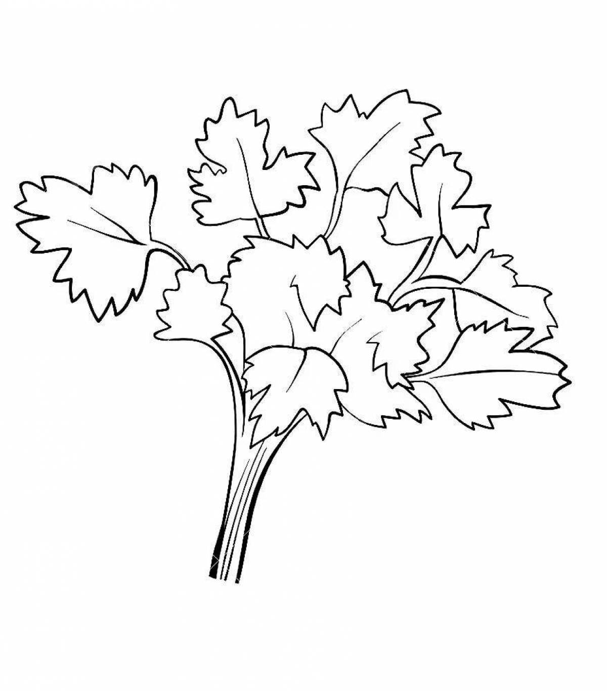 Sweet cilantro coloring page