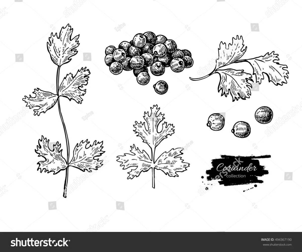 Lovely cilantro coloring page