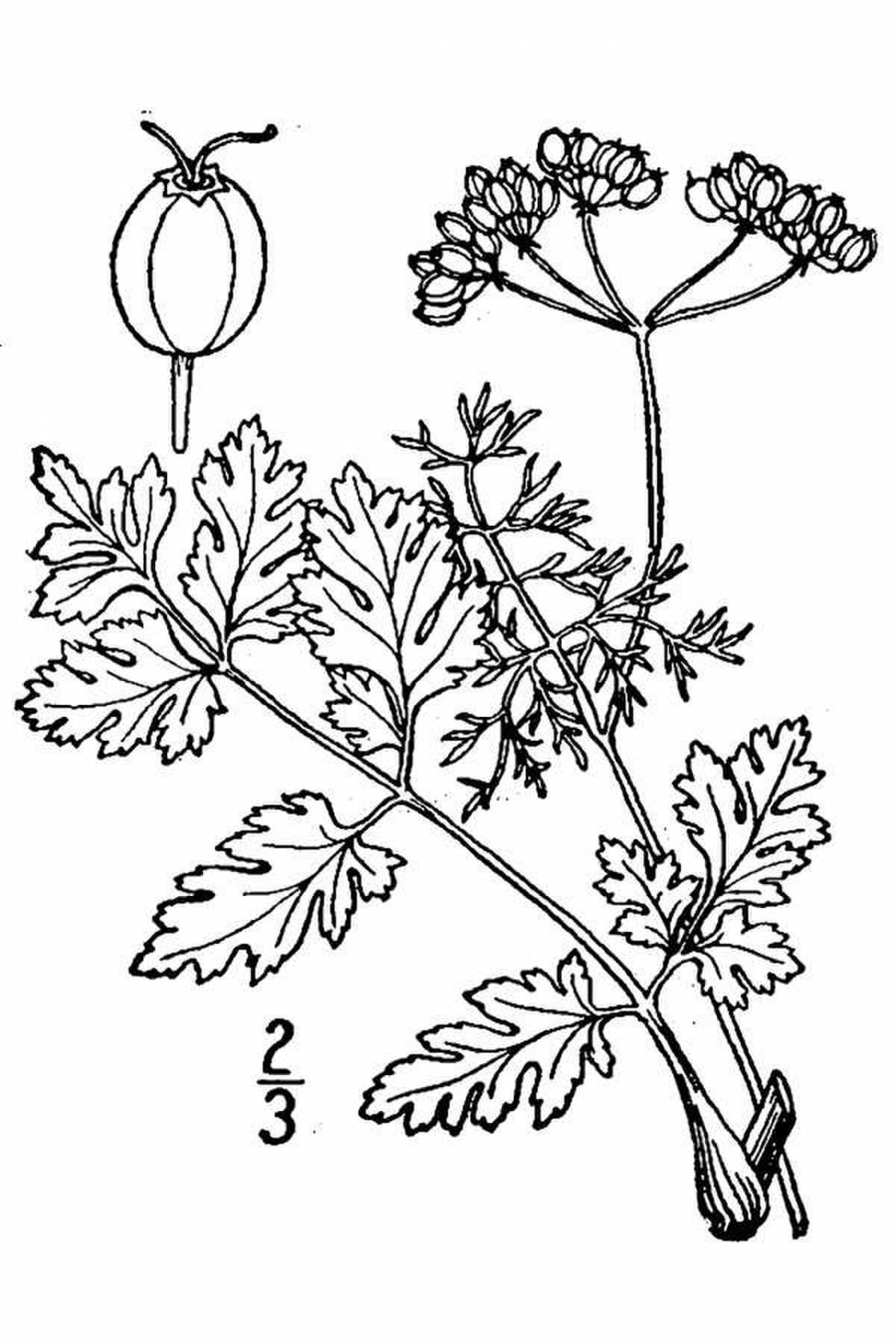 Beautiful cilantro coloring page