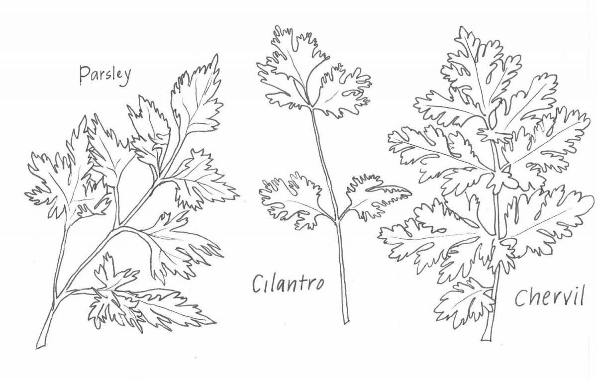 Gorgeous cilantro coloring page