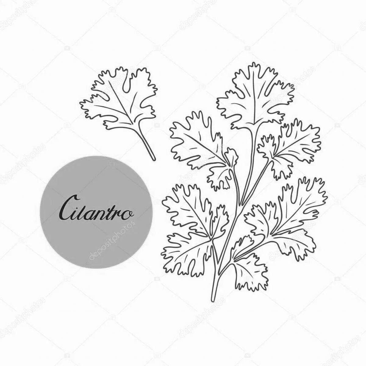 Exquisite cilantro coloring
