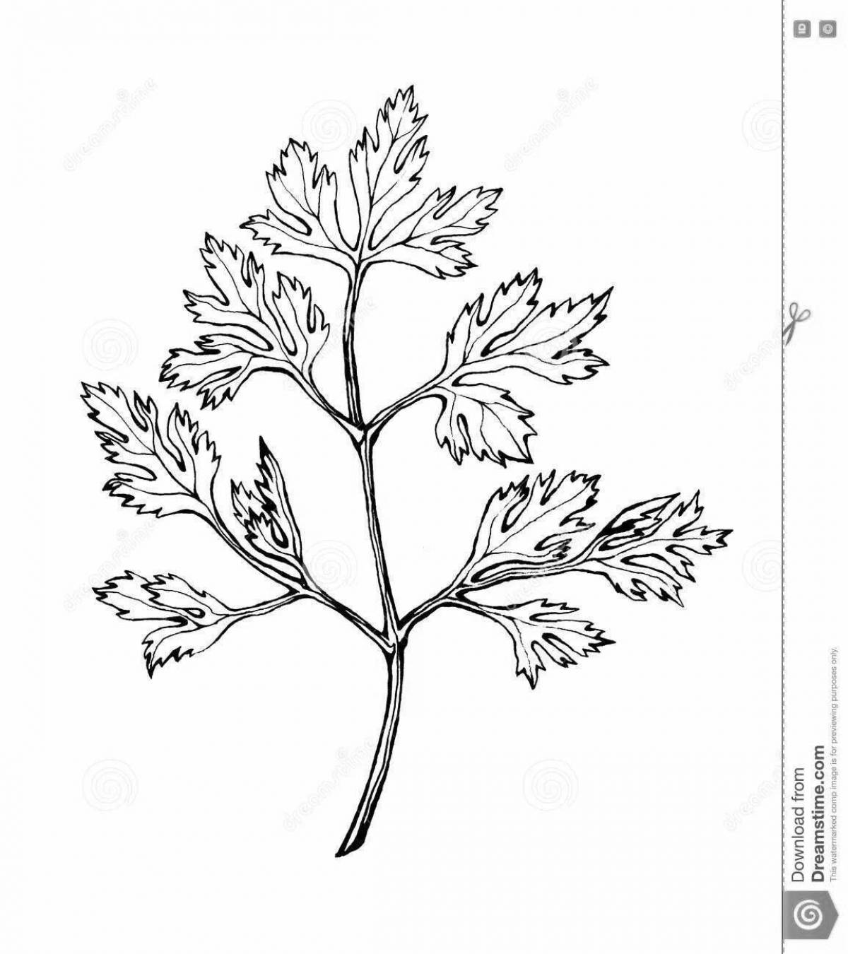 Hip cilantro coloring page