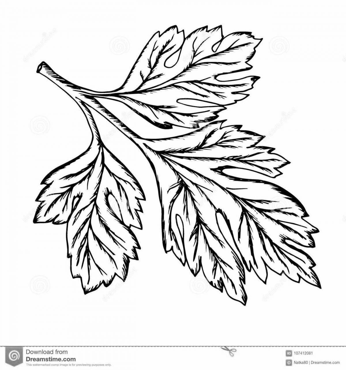 Creative cilantro coloring book