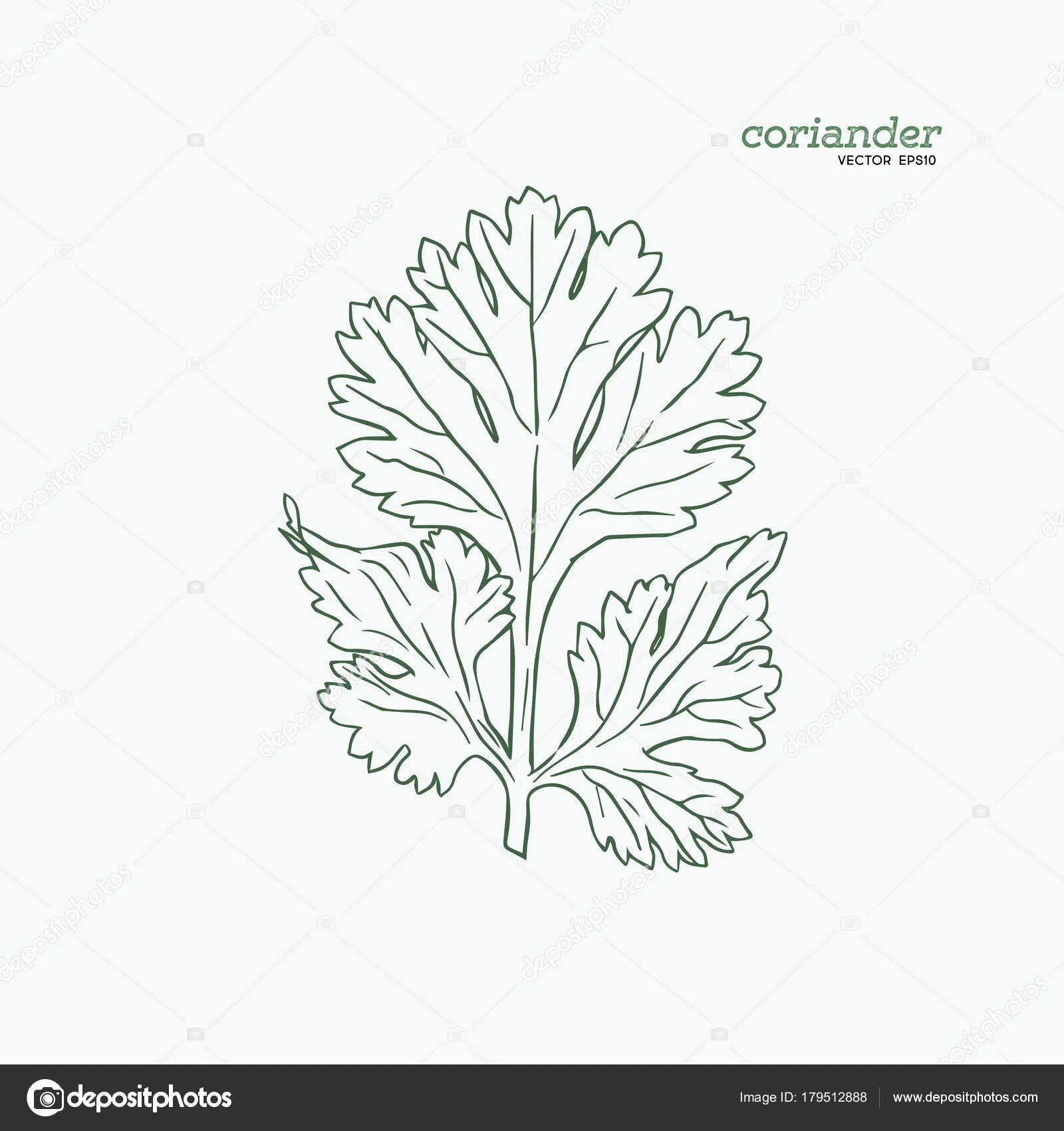 Art coloring of cilantro