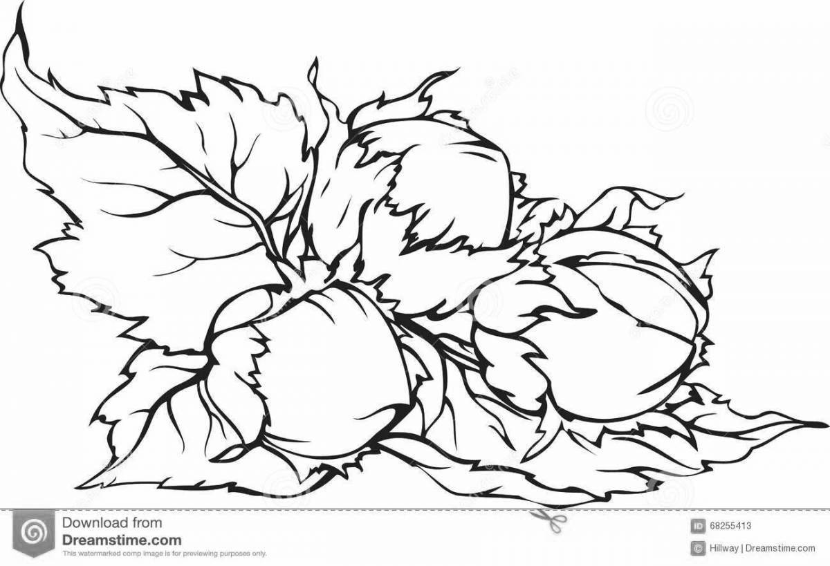 Раскраска Захватывающая раскраска орех