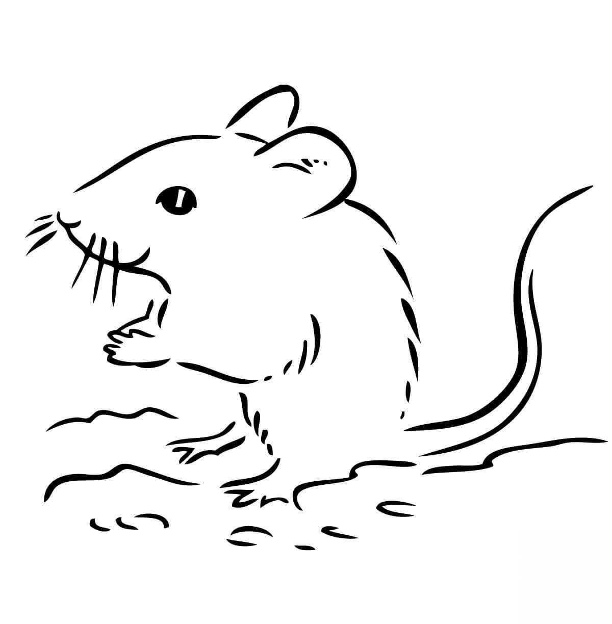 Colorful vole coloring page