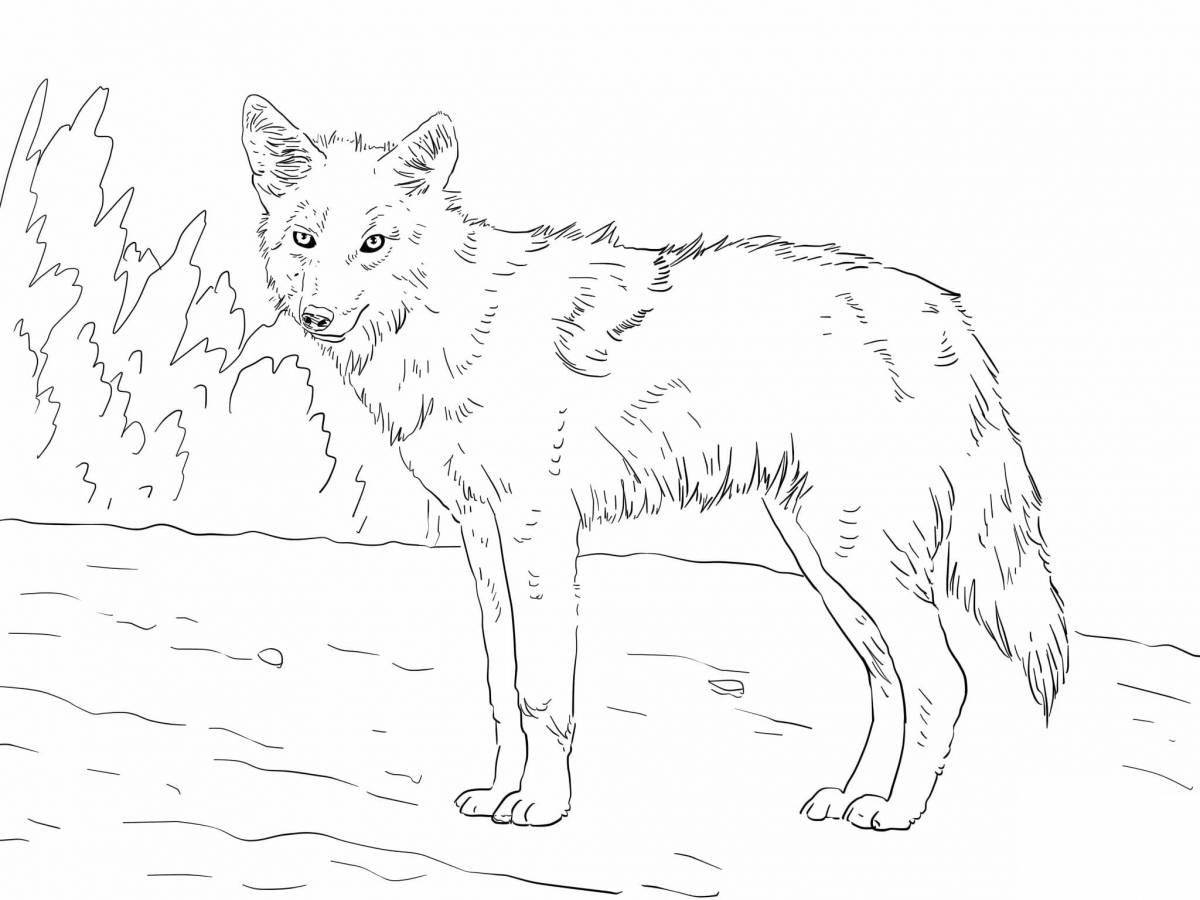 Majestic coyote coloring page