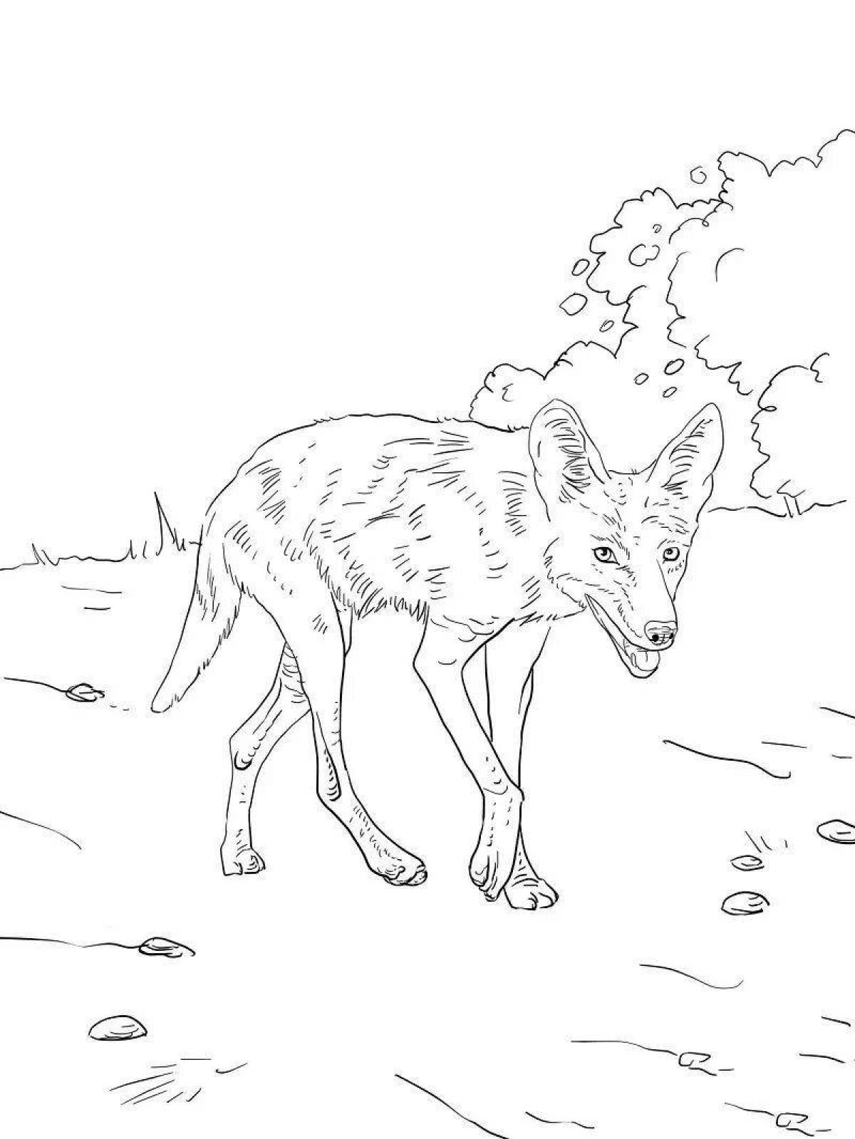 Буйный койот раскраска