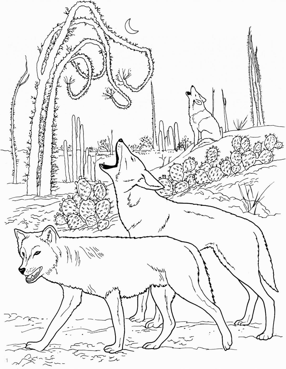 Coyote cute coloring book