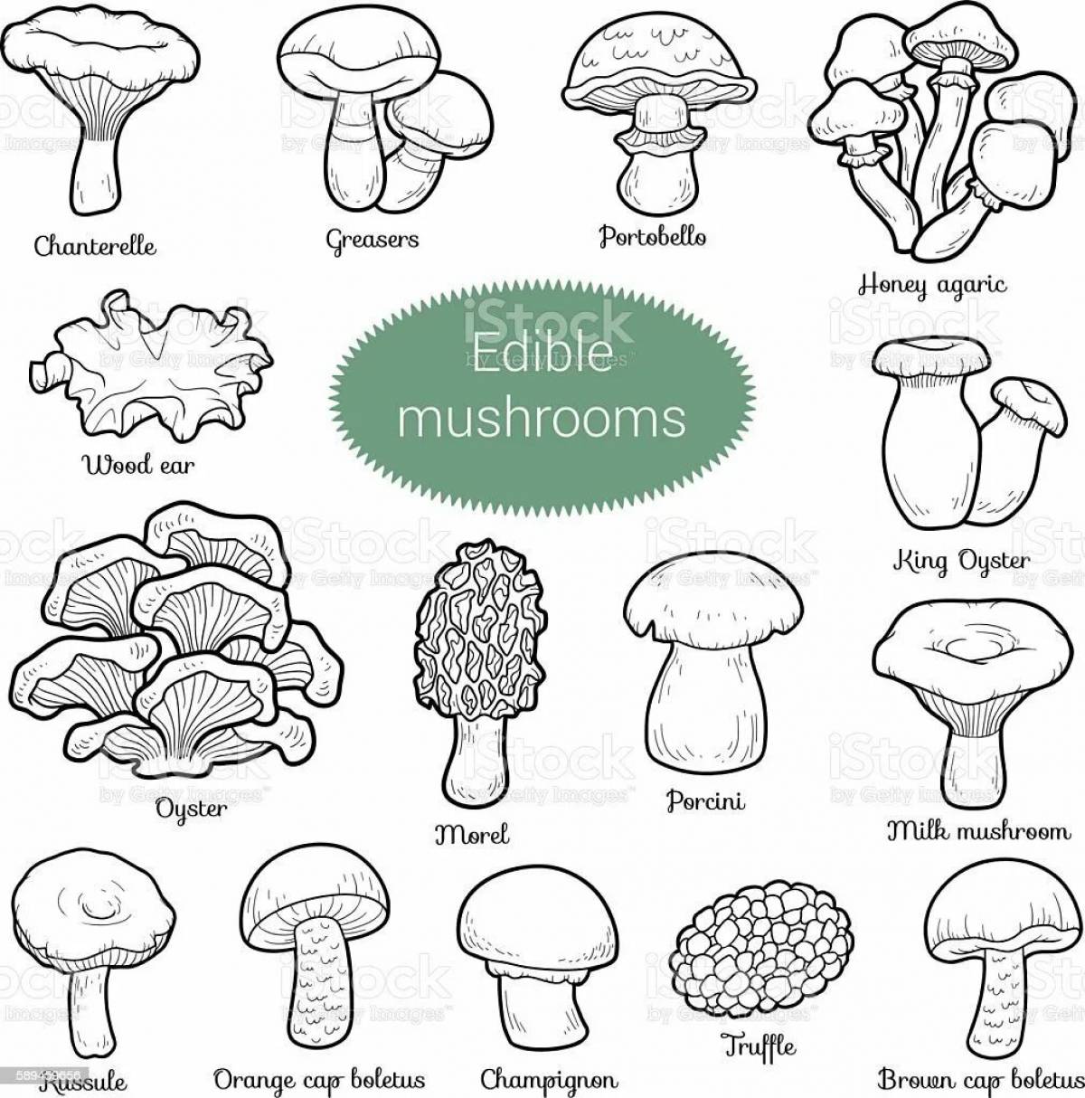 Съедобные и несъедобные грибы раскраска с названиями