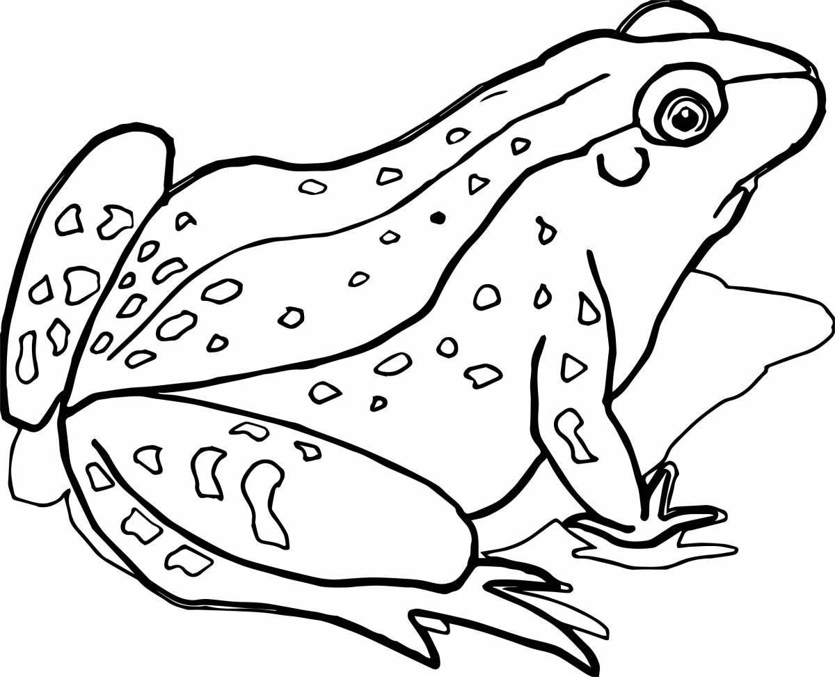 Fun toad coloring for kids