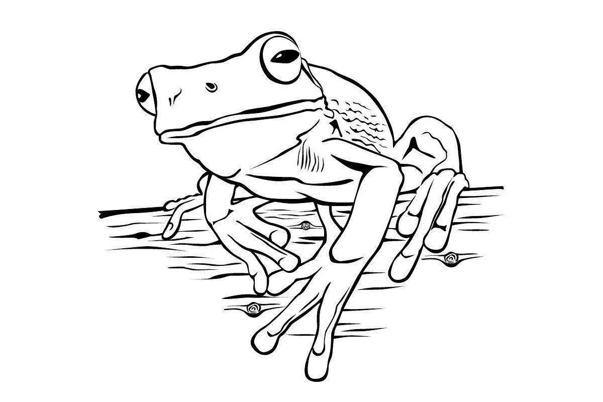 Чудесная раскраска жаба для детей