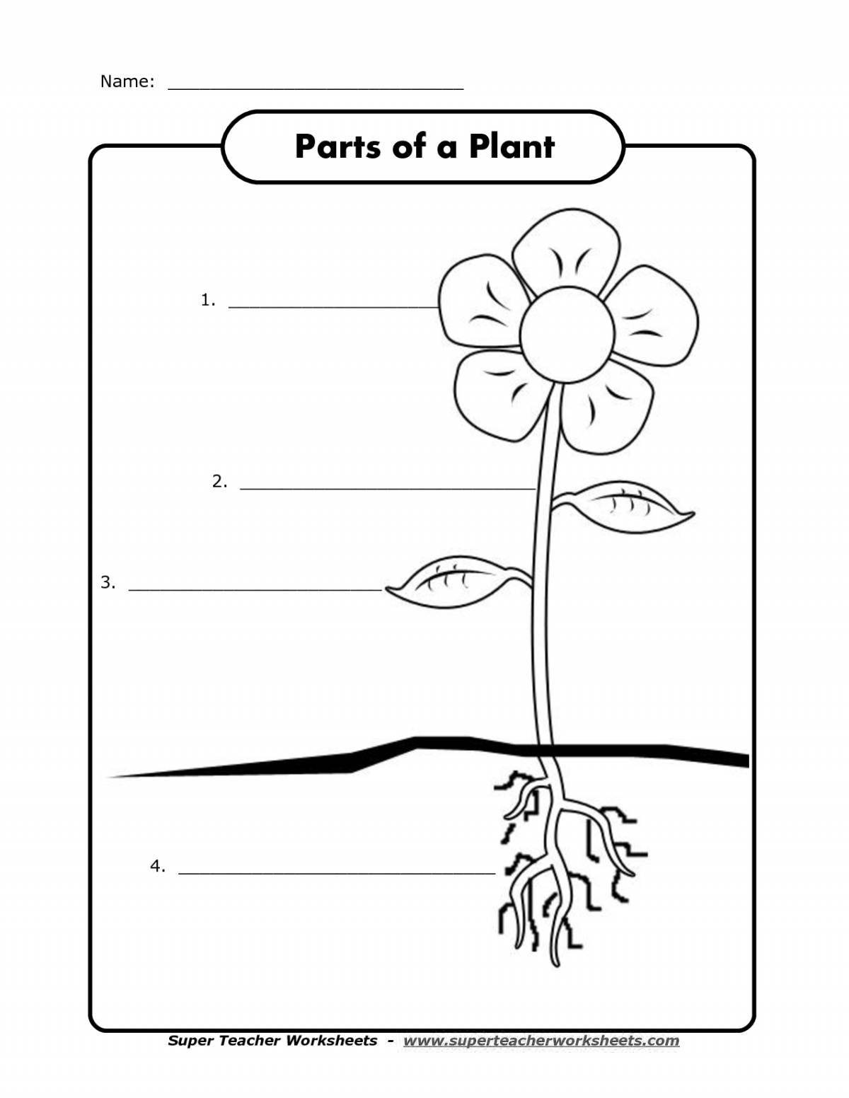 Bright plant parts for 1st grade children