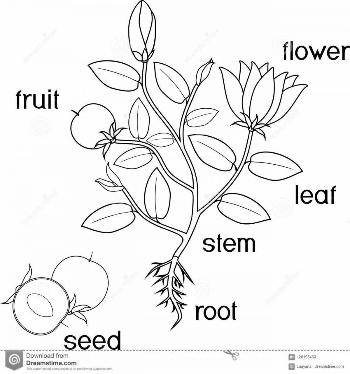 Fun parts of plants for 1st grade kids