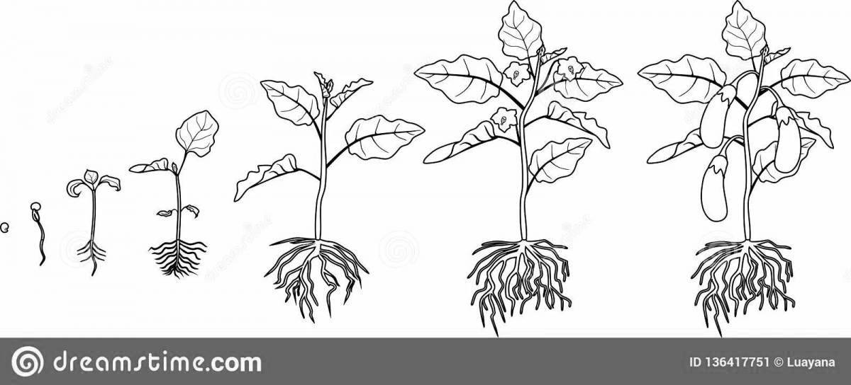 Parts of plants for children grade 1 #11