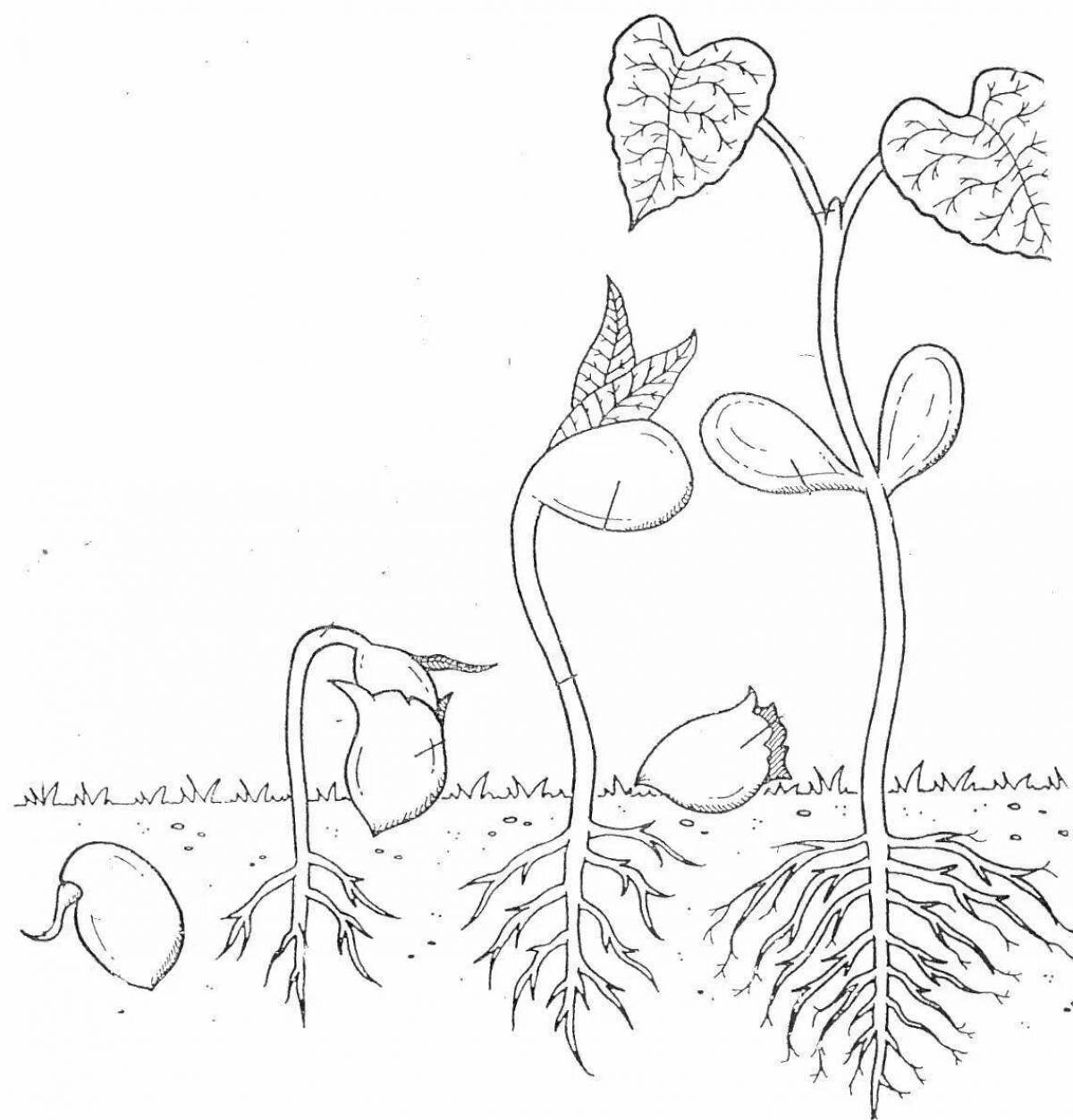 Parts of plants for children grade 1 #12