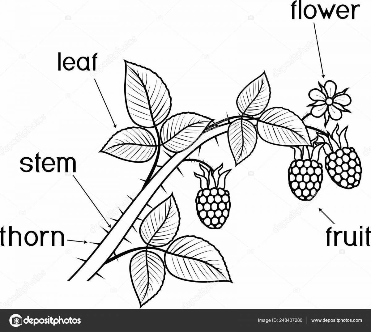 Части растений для детей 1 класс #14