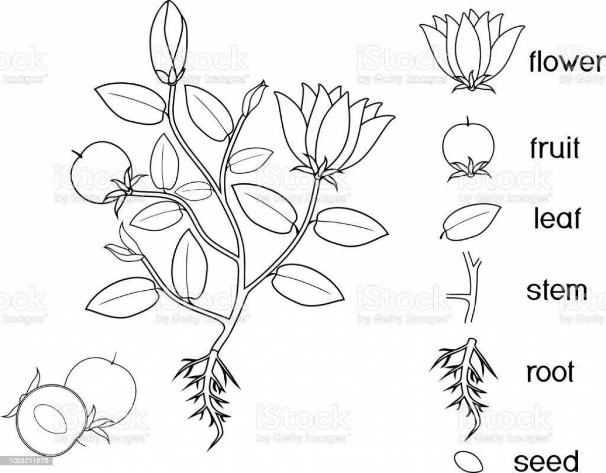 Parts of plants for children grade 1 #22