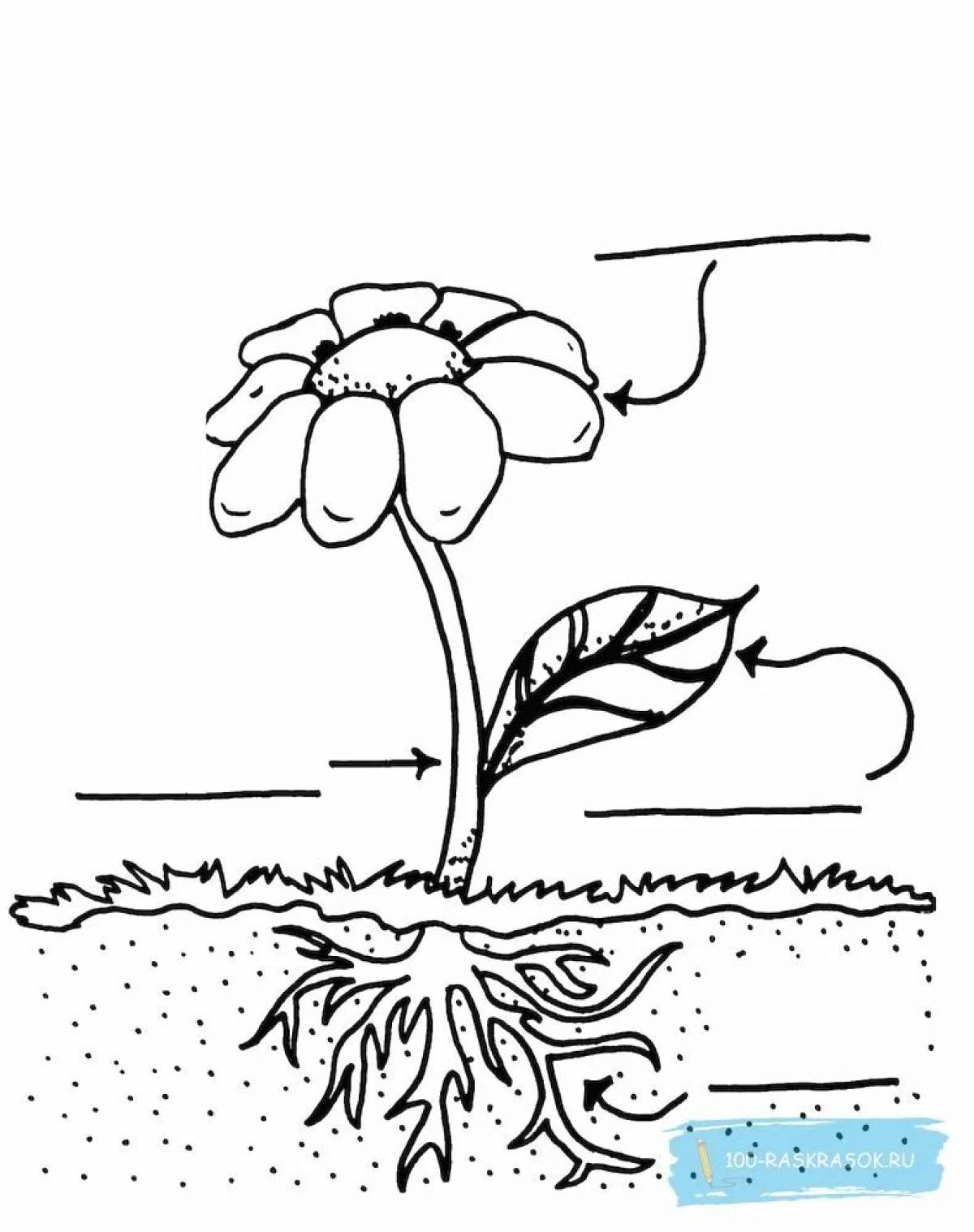 Parts of plants for children grade 1 #27