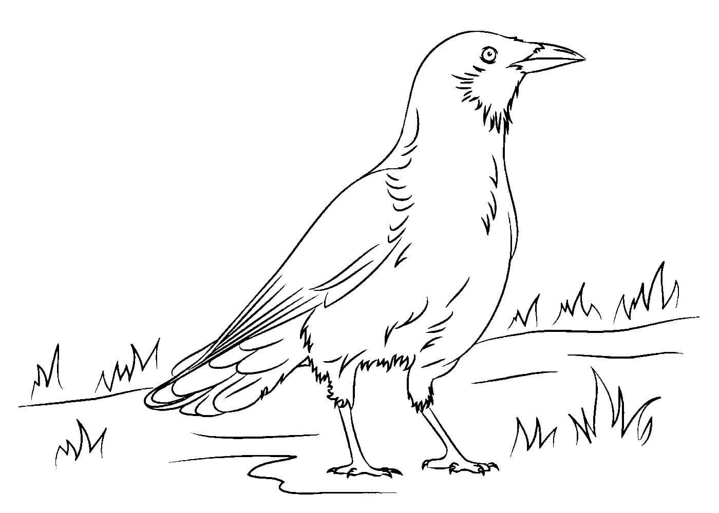 Amazing crow coloring page for 3-4 year olds