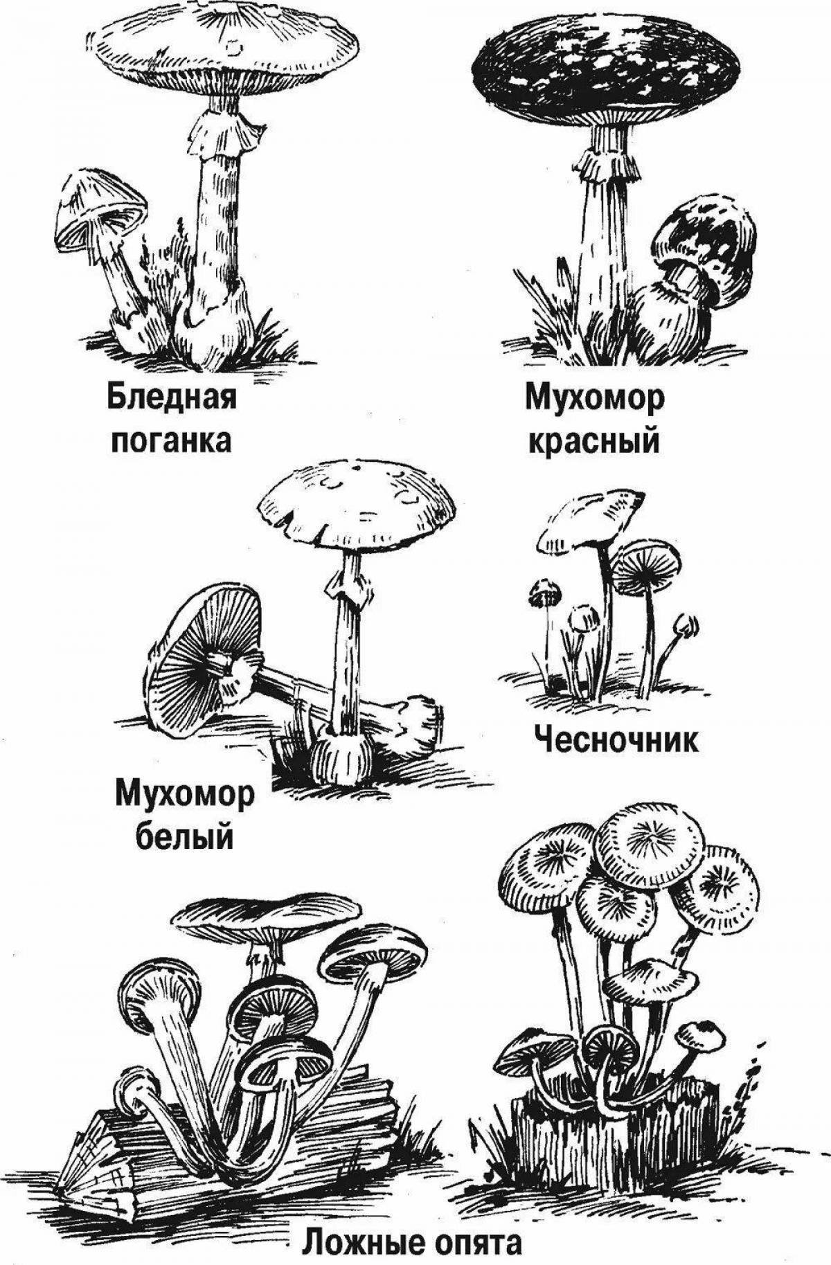 Colorful edible mushrooms for kids
