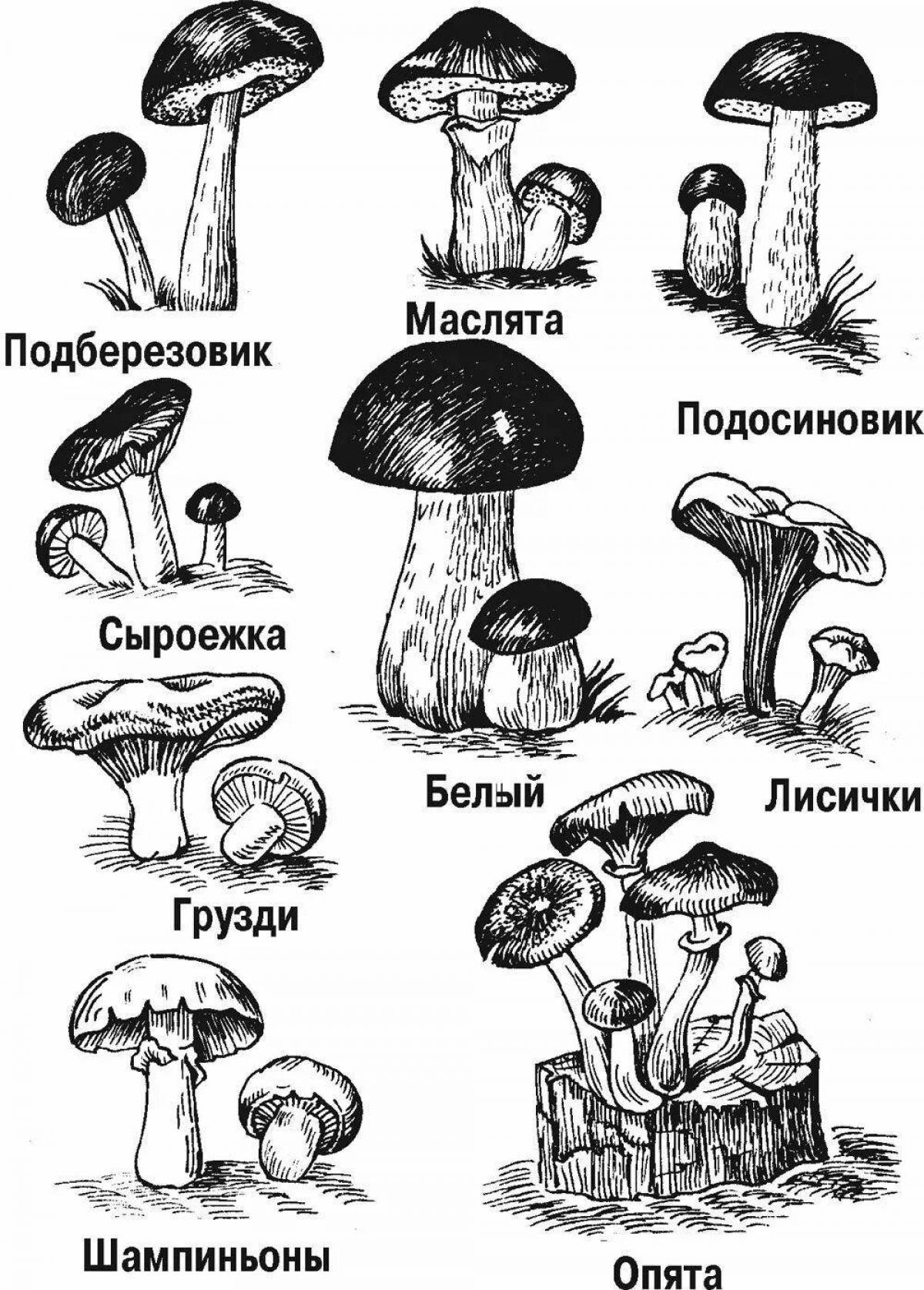 Живые грибы раскраска - 61 фото