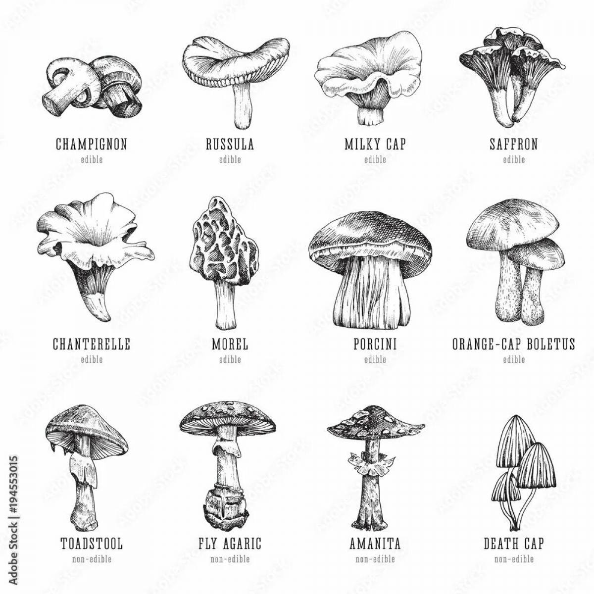 Coloring book magical inedible mushrooms