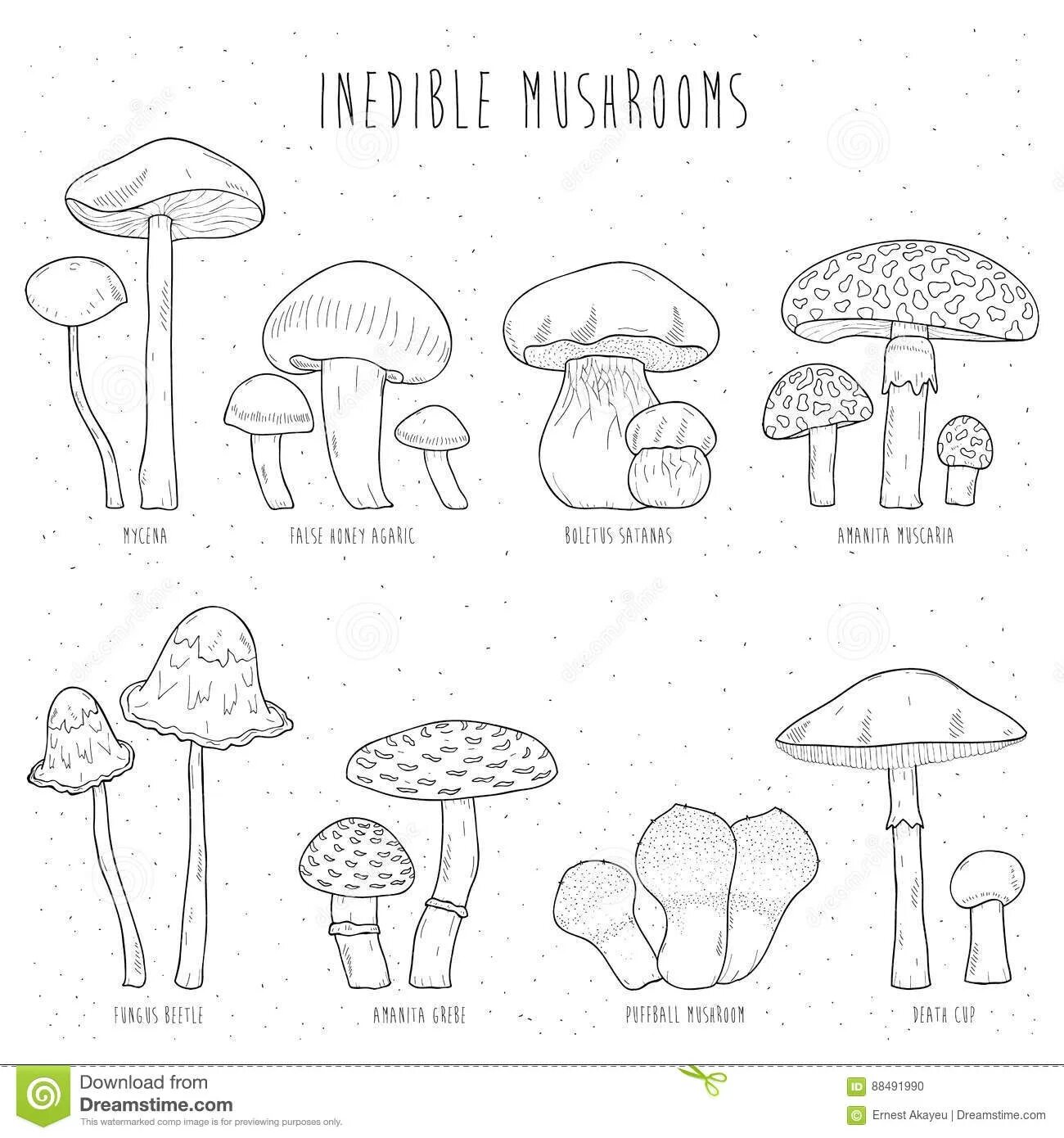Coloring book sparkling edible mushrooms