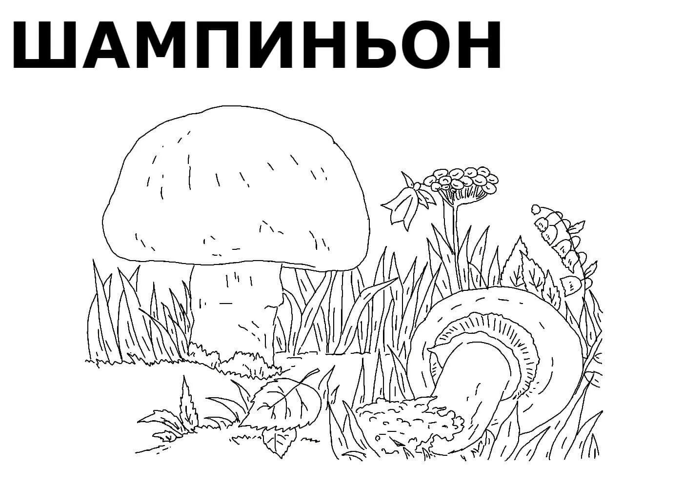 Coloring book shiny edible mushrooms