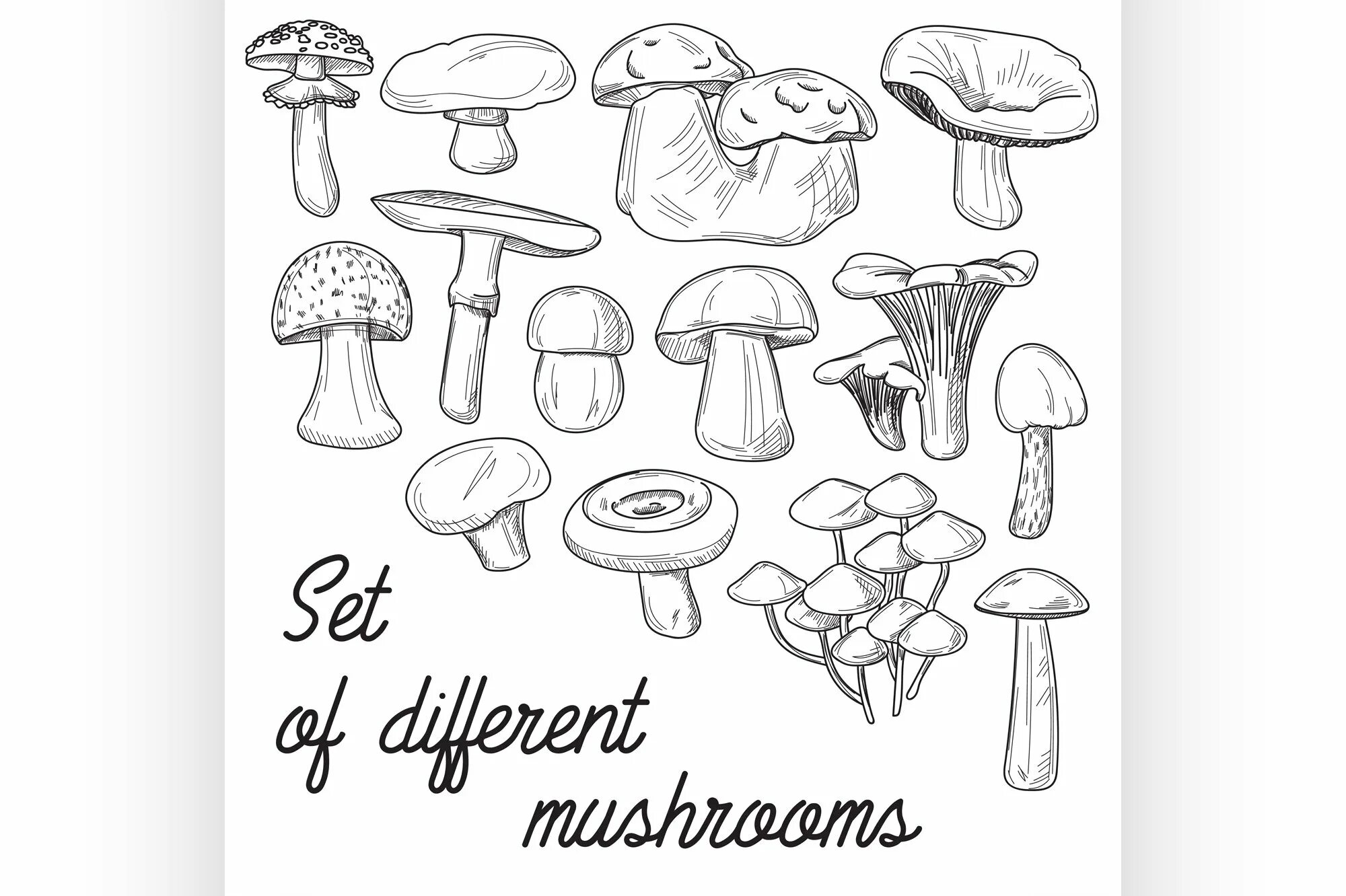 Картинки раскраски съедобных грибов (45 фото)