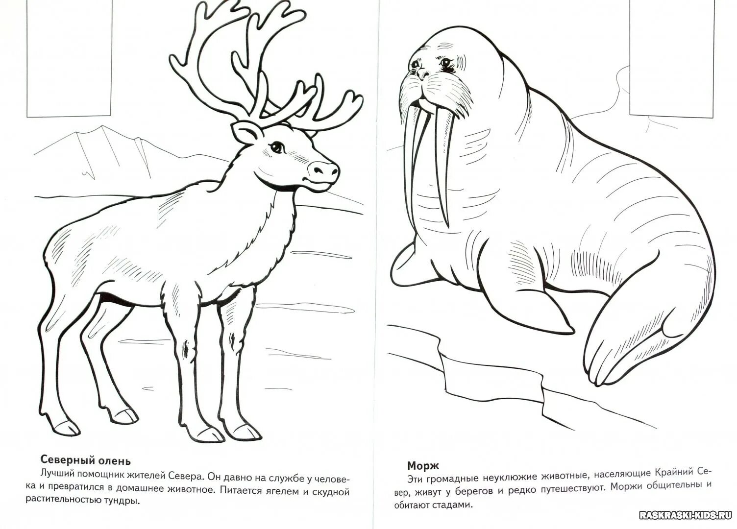 Fantastic arctic coloring book for kids