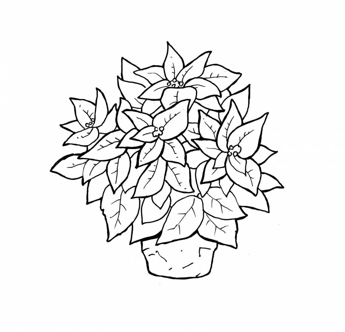 Пуансетия цветок раскраска