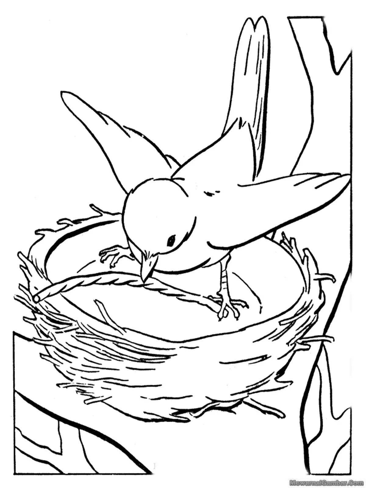 Цветная раскраска гнезда для дошкольников