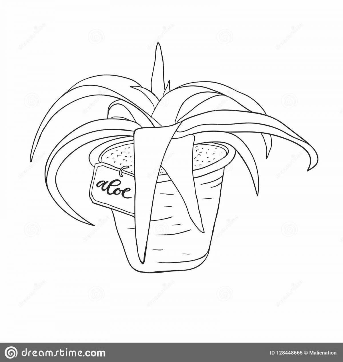 Colorful aloe coloring page for kids