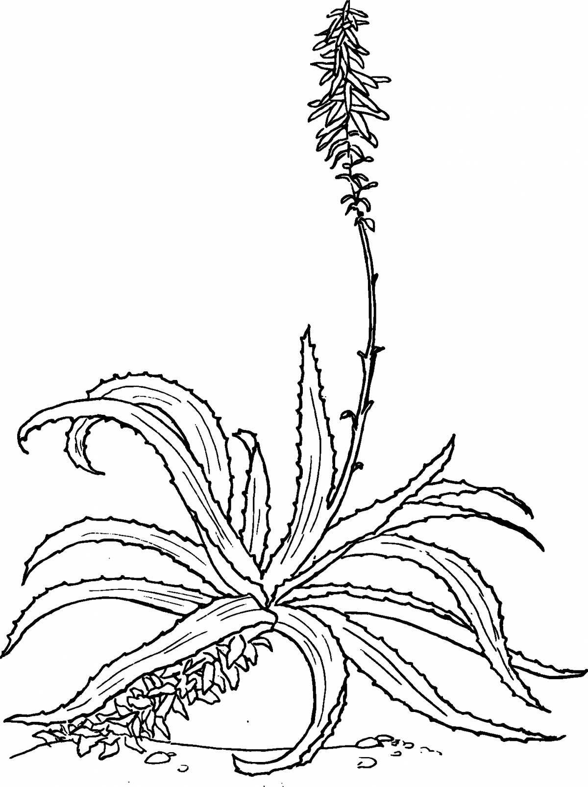 Fabulous Aloe Coloring Pages for Toddlers