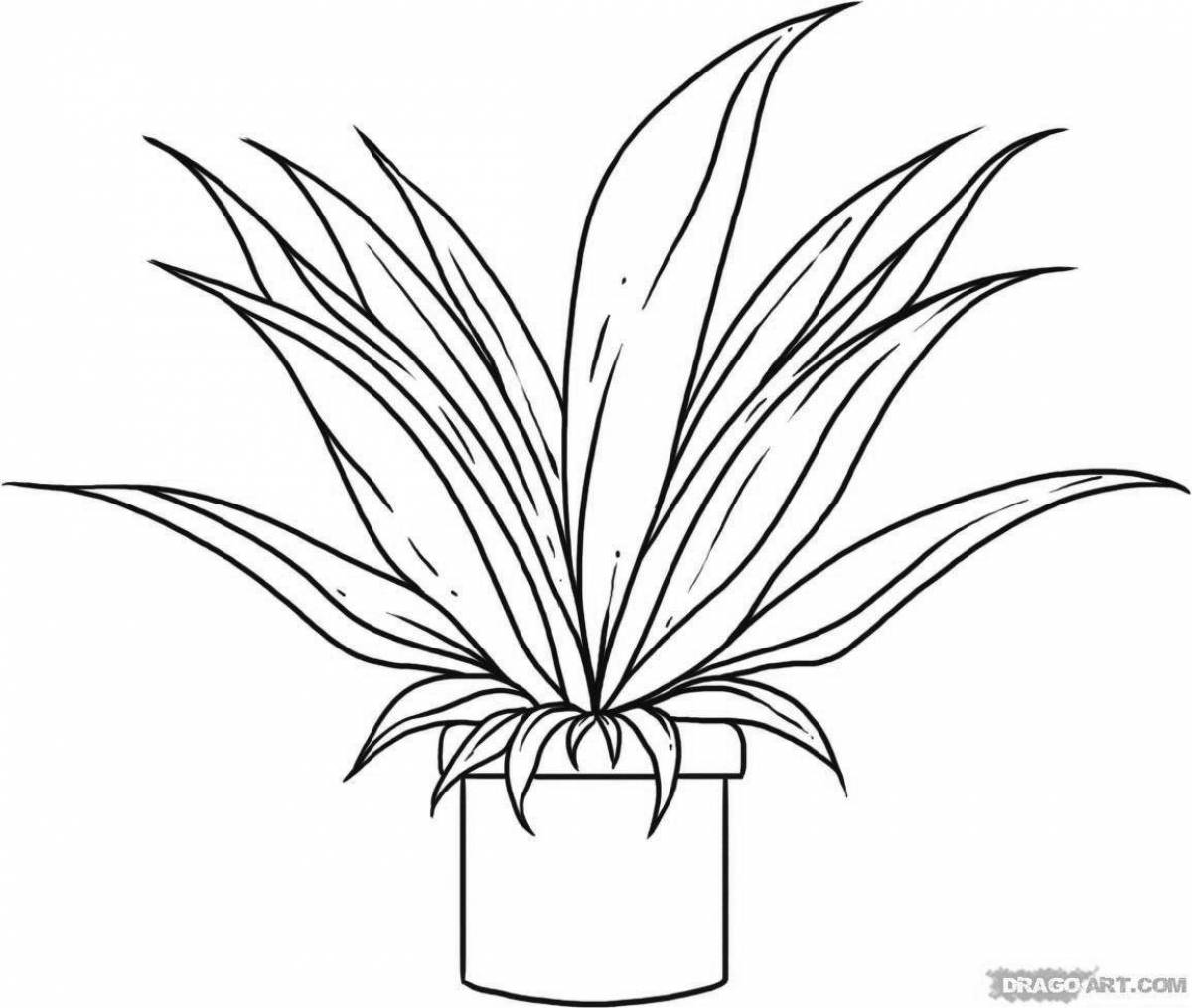 Impressive aloe coloring book for beginners