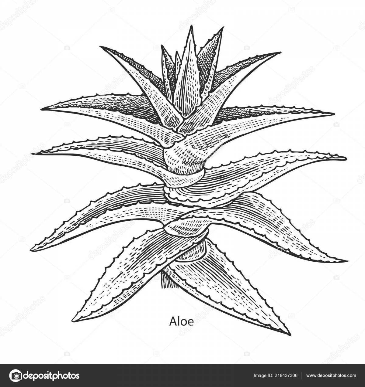 Exquisite aloe coloring book for students